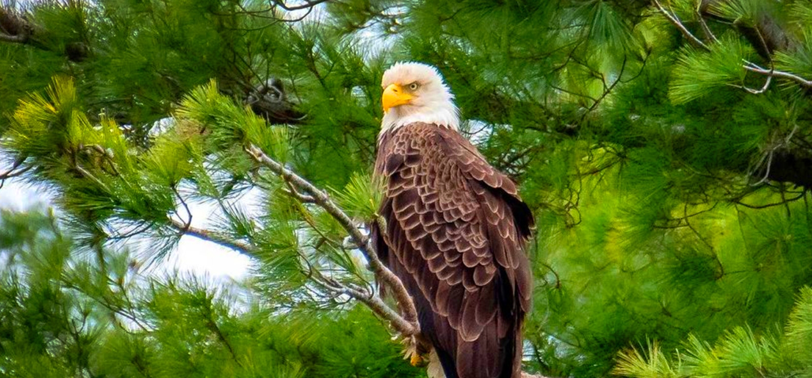  A majestic bald eagle perches on a tree branch.